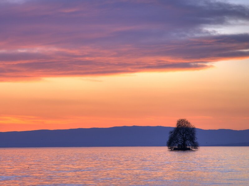 Solitary Tree in Lake — Orange, Serene, Sunset