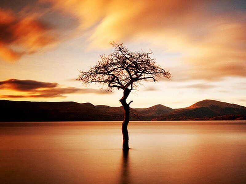 Solitary Tree in Lake — Orange, Serene