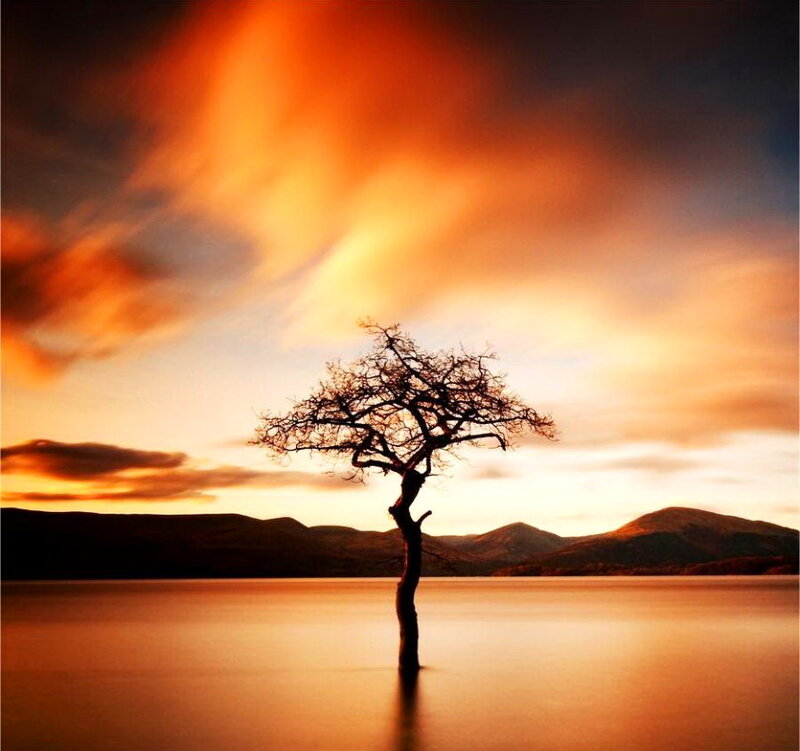 Solitary Tree in Lake — Orange