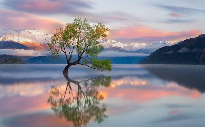 Solitary Tree in Lake — Pink