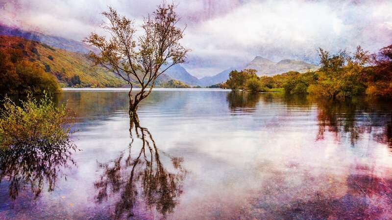 Solitary Tree in Lake — Purple, Serene