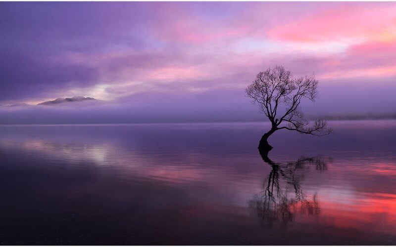 Solitary Tree in Lake — Purple