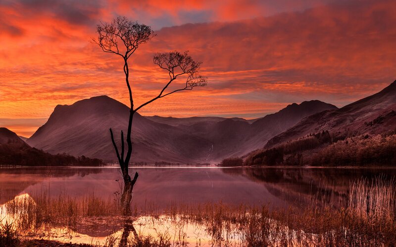 Solitary Tree in Lake — Red, Dramatic