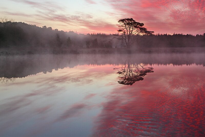Solitary Tree in Lake — Red