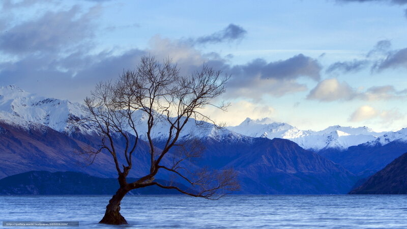Solitary tree in lake with mountains