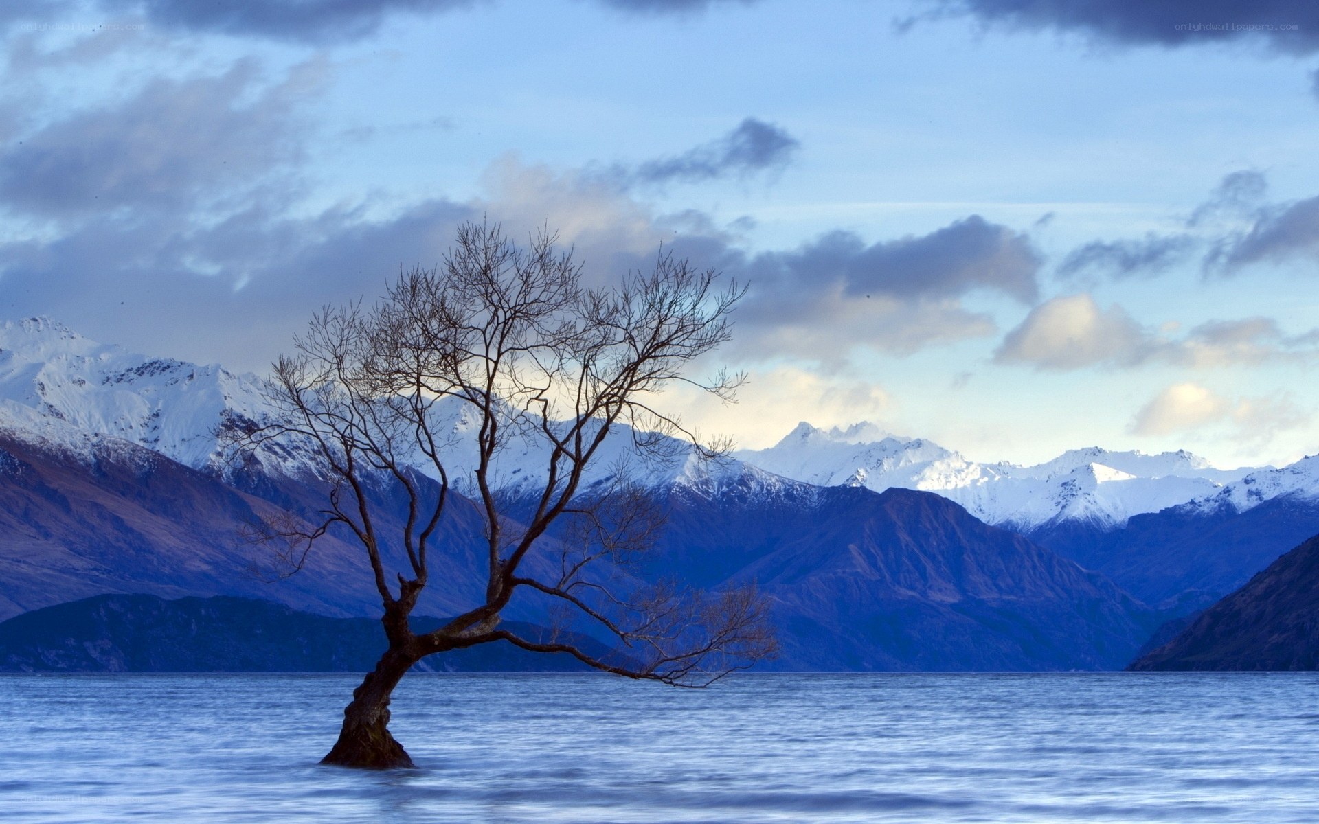 Solitary tree in lake