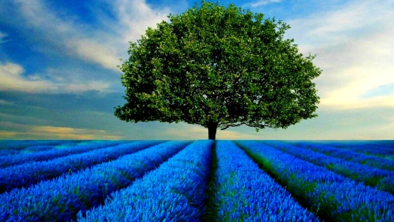 Solitary Tree in Lavender Field — Blue, Serene
