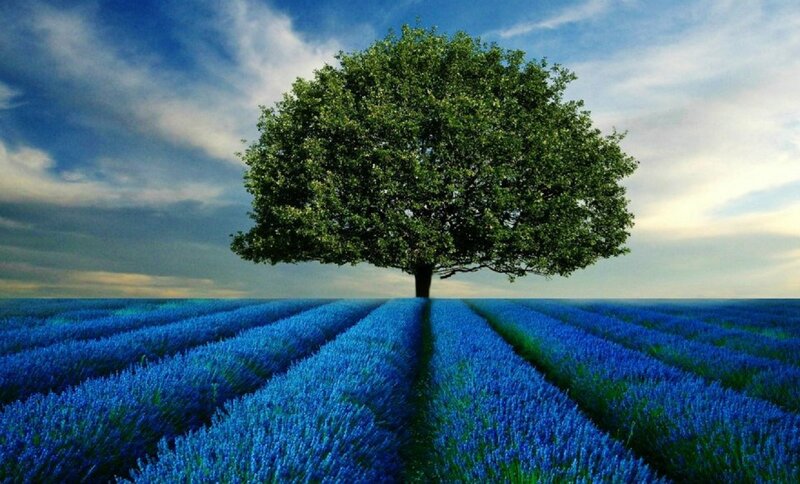 Solitary Tree in Lavender Field — Blue
