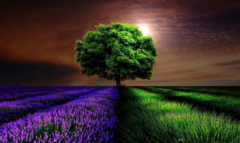 Solitary Tree in Lavender Field — Purple, Dramatic, Night