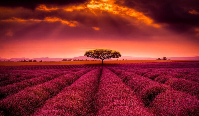Solitary Tree in Lavender Field — Purple, Dramatic, Sunset