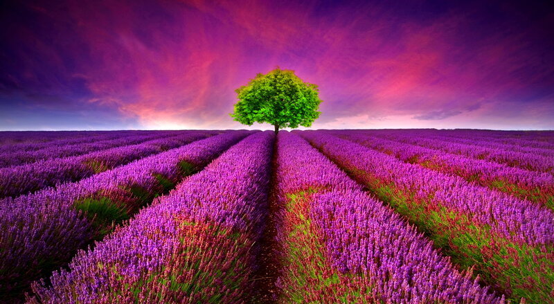 Solitary Tree in Lavender Field — Purple, Dramatic