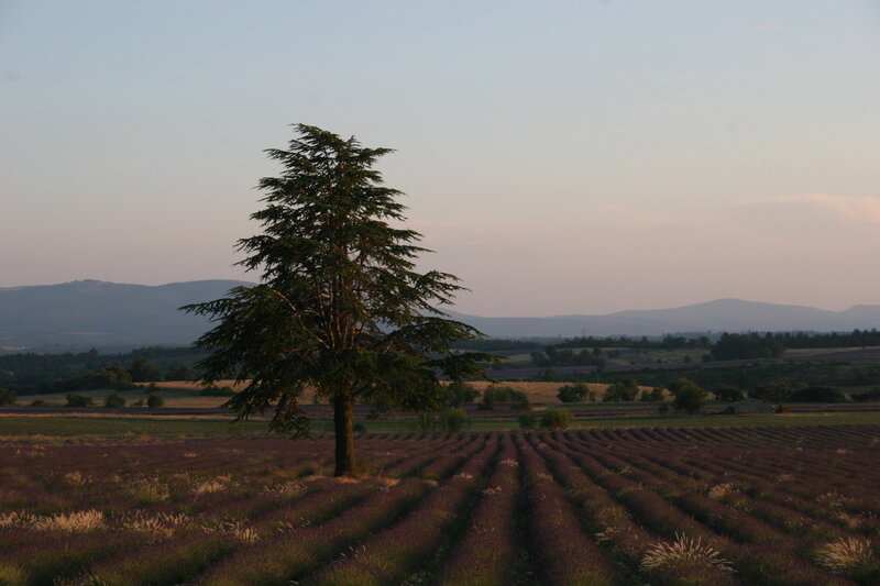 Solitary Tree in Lavender Field — Purple, Serene, Sunset, Photograph, Lavender Fields
