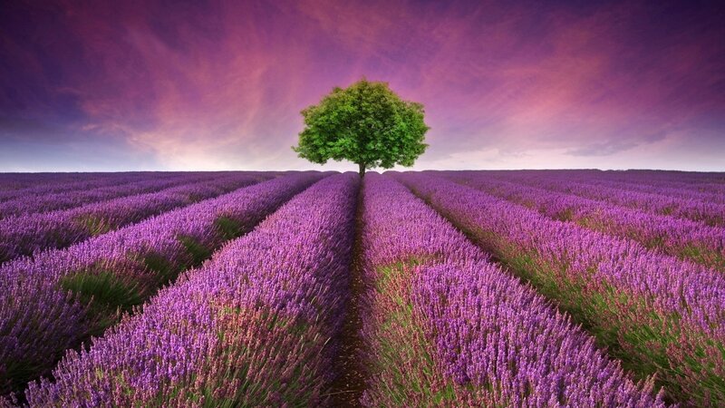 Solitary Tree in Lavender Field — Purple, Serene, Sunset, Photograph