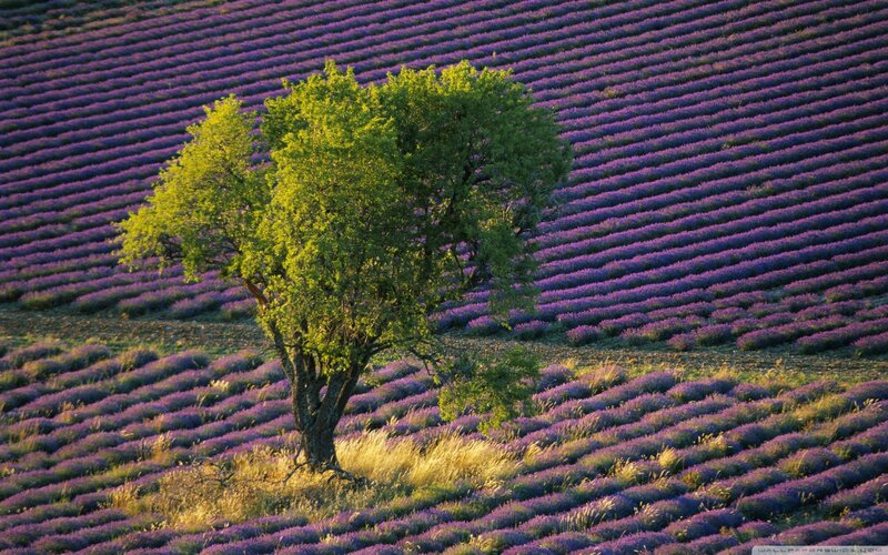 Solitary Tree in Lavender Field — Purple, Serene, Sunset