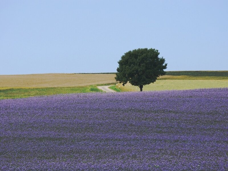 Solitary Tree in Lavender Field — Purple, Serene