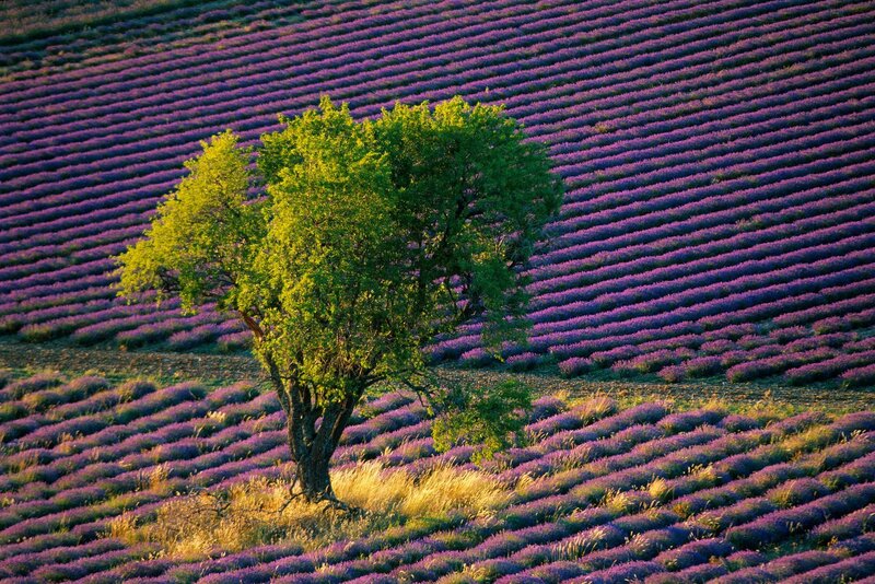 Solitary Tree in Lavender Field — Purple