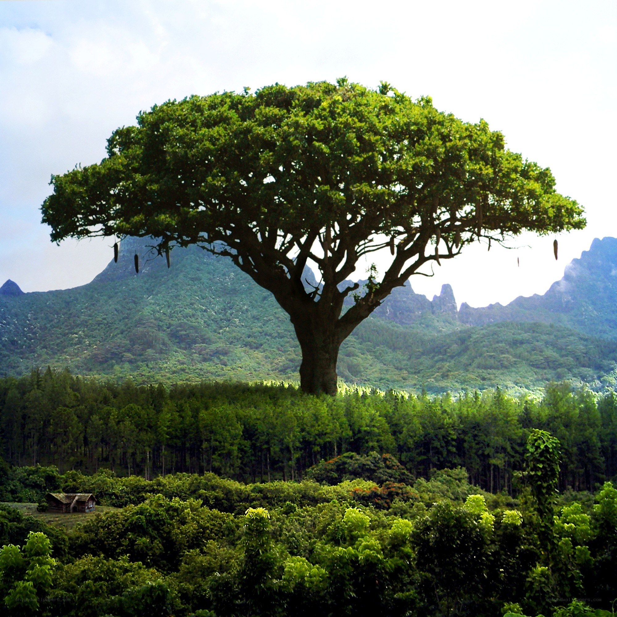 Solitary tree in lush landscape