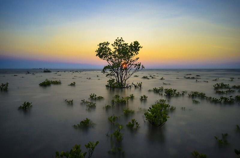 Solitary Tree in Mangrove — Blue