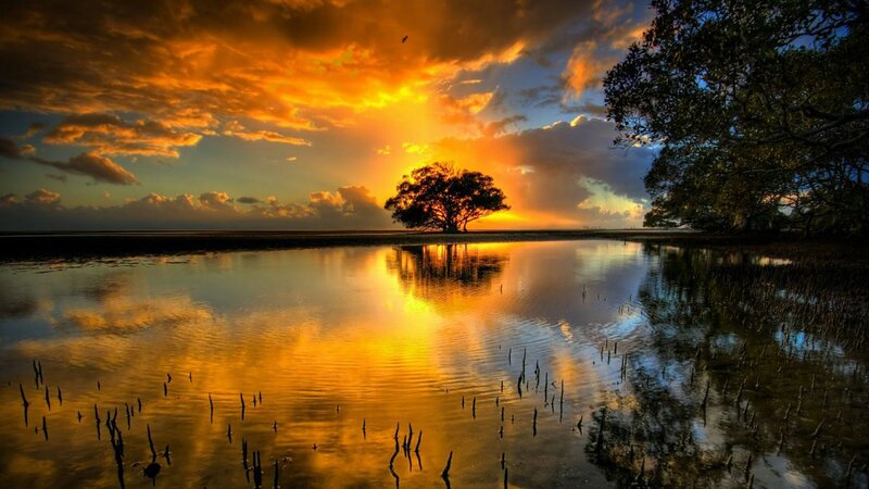 Solitary Tree in Mangrove