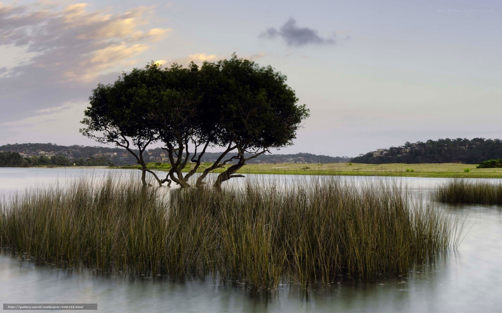 Solitary tree in marsh at dusk