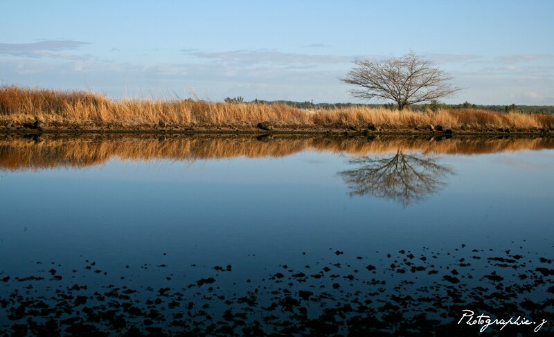 Solitary Tree in Marsh — Blue, Serene, Afternoon