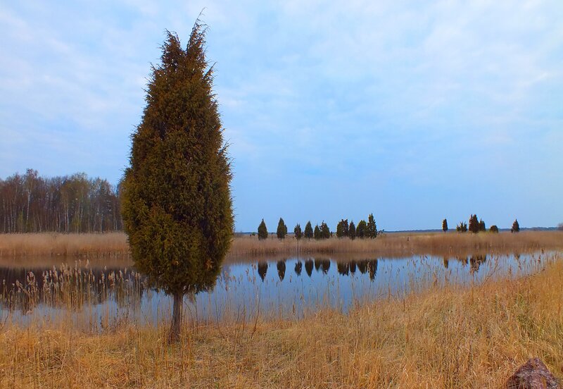 Solitary Tree in Marsh — Blue, Serene, Autumn