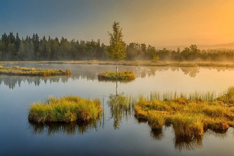 Solitary Tree in Marsh — Blue, Serene, Morning