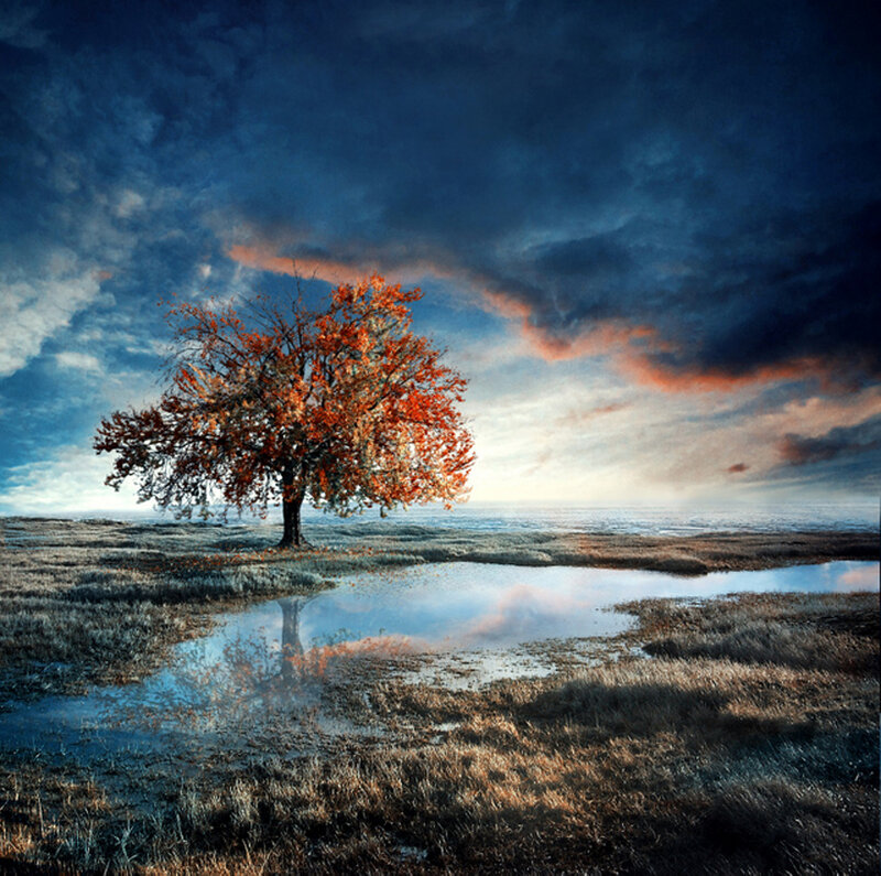 Solitary Tree in Marsh — Blue
