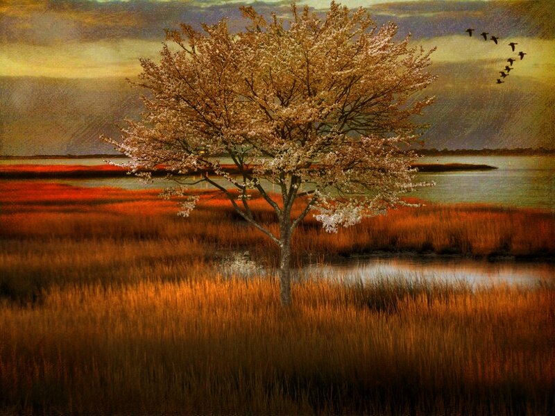 Solitary Tree in Marsh — Brown