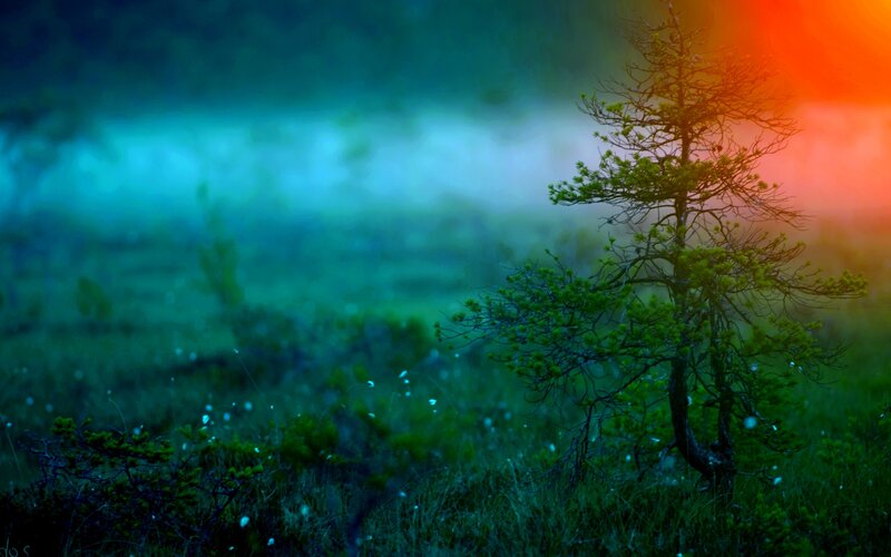 Solitary Tree in Marsh — Green, Serene