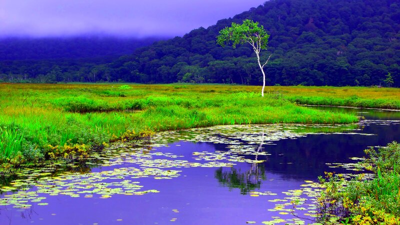 Solitary Tree in Marsh — Green