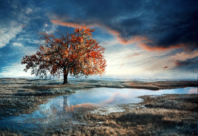 Solitary Tree in Marsh — Orange, Dramatic