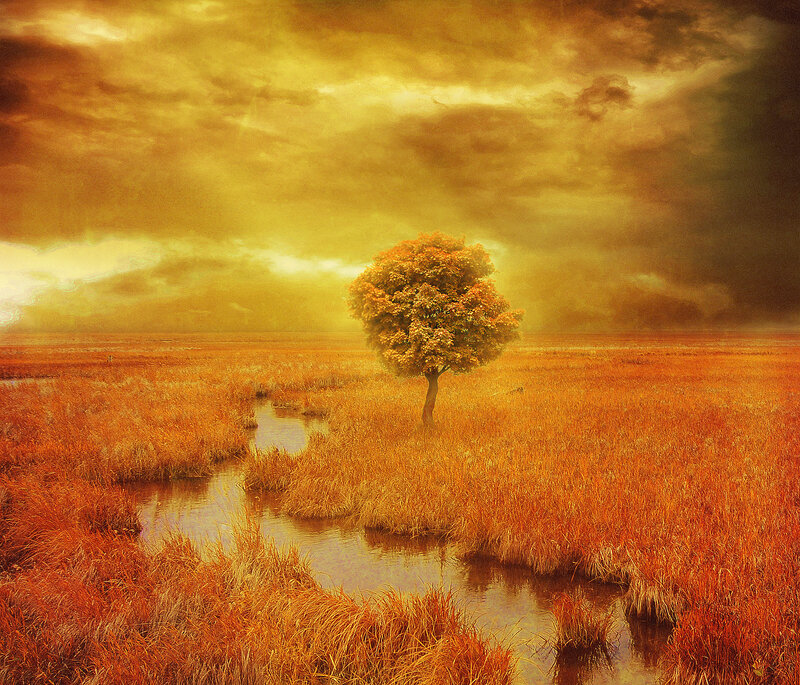 Solitary Tree in Marsh — Orange