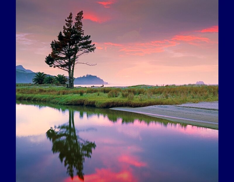 Solitary Tree in Marsh — Pink