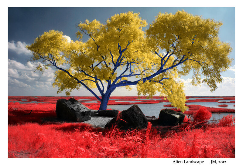 Solitary Tree in Marsh — Red