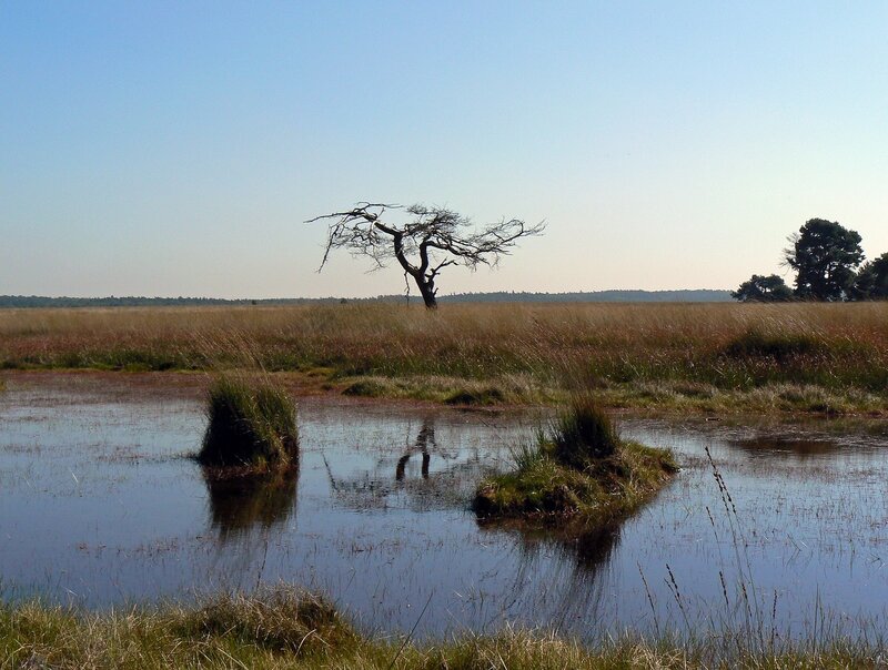 Solitary Tree in Marsh