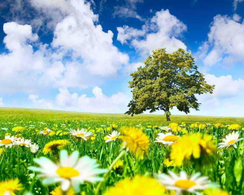 Solitary Tree in Meadow — Green, Serene, Afternoon, Photograph, Daisies