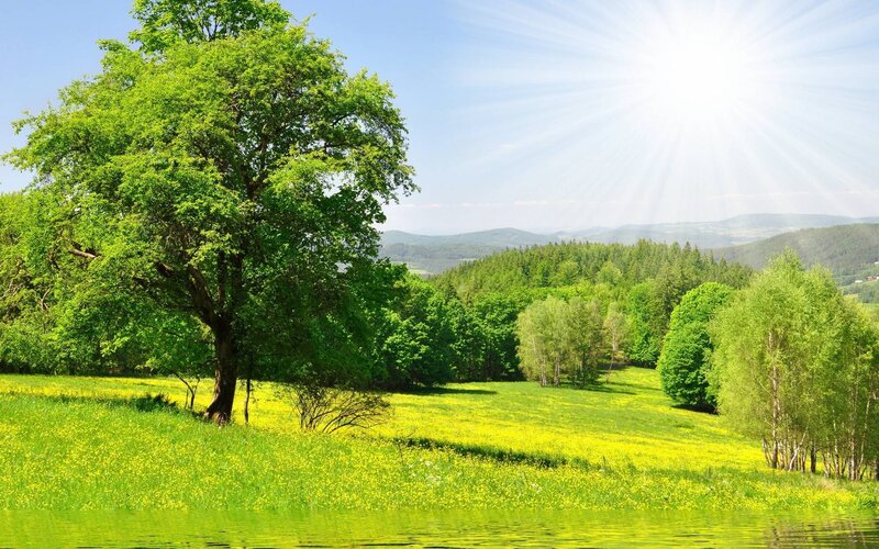 Solitary Tree in Meadow — Green, Serene, Afternoon