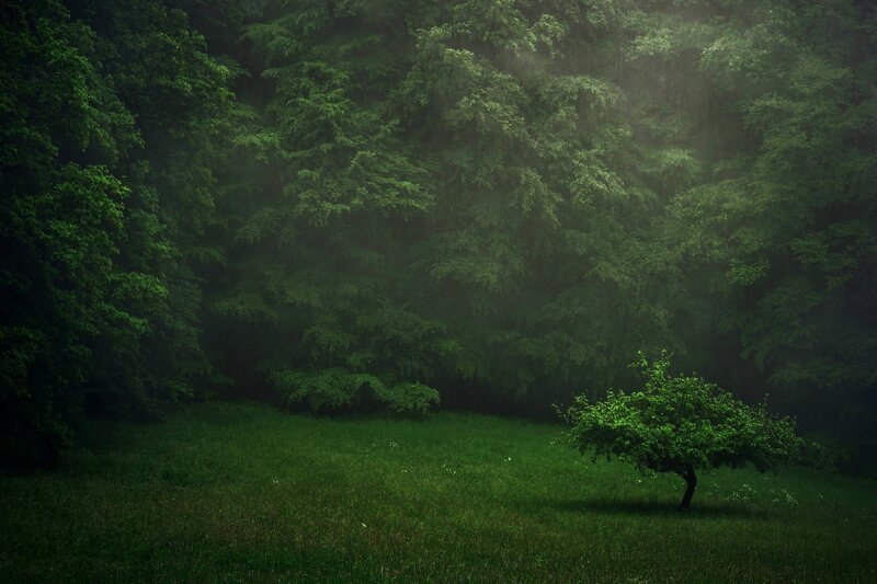 Solitary Tree in Meadow — Green, Serene, Morning, Photograph, Forest