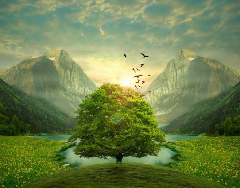 Solitary Tree in Meadow — Green, Serene