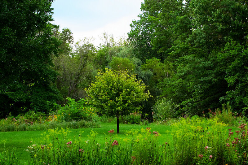 Solitary Tree in Meadow — Green