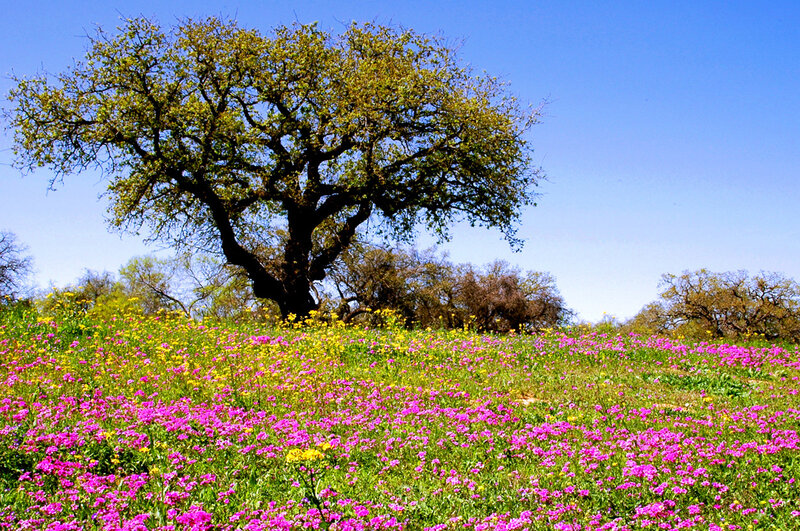 Solitary Tree in Meadow — Pink