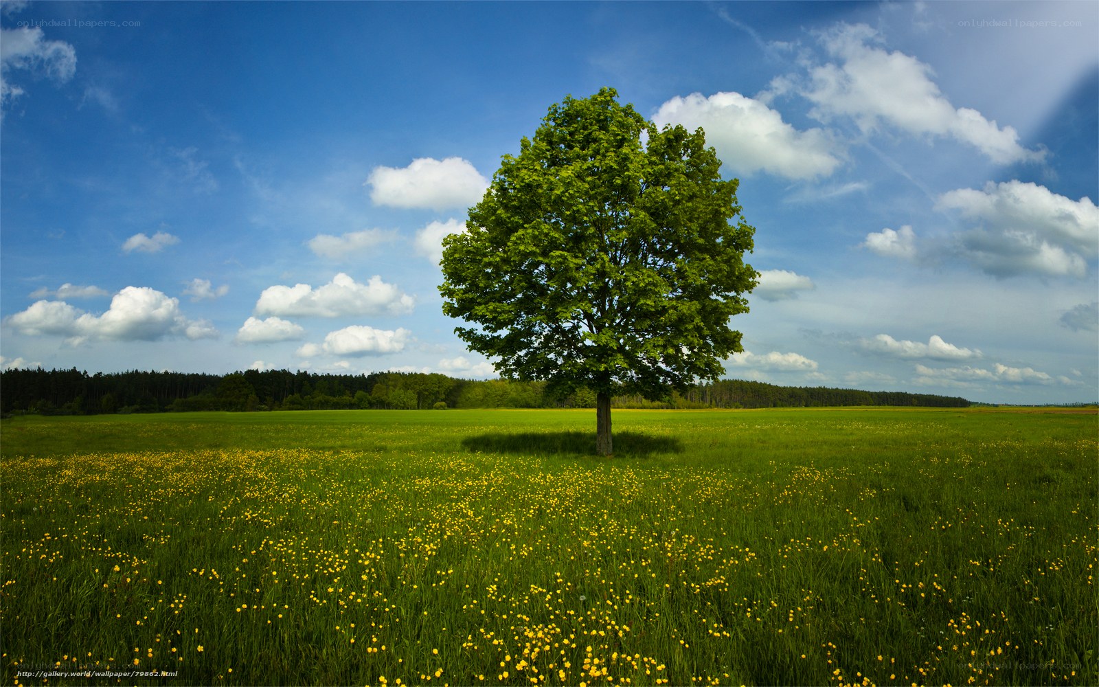 solitary tree in meadow
