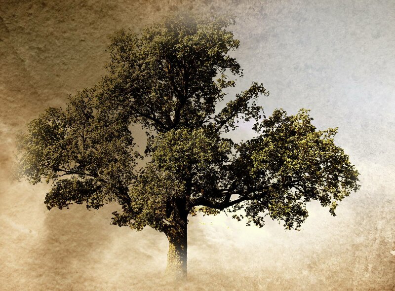 solitary tree in mist