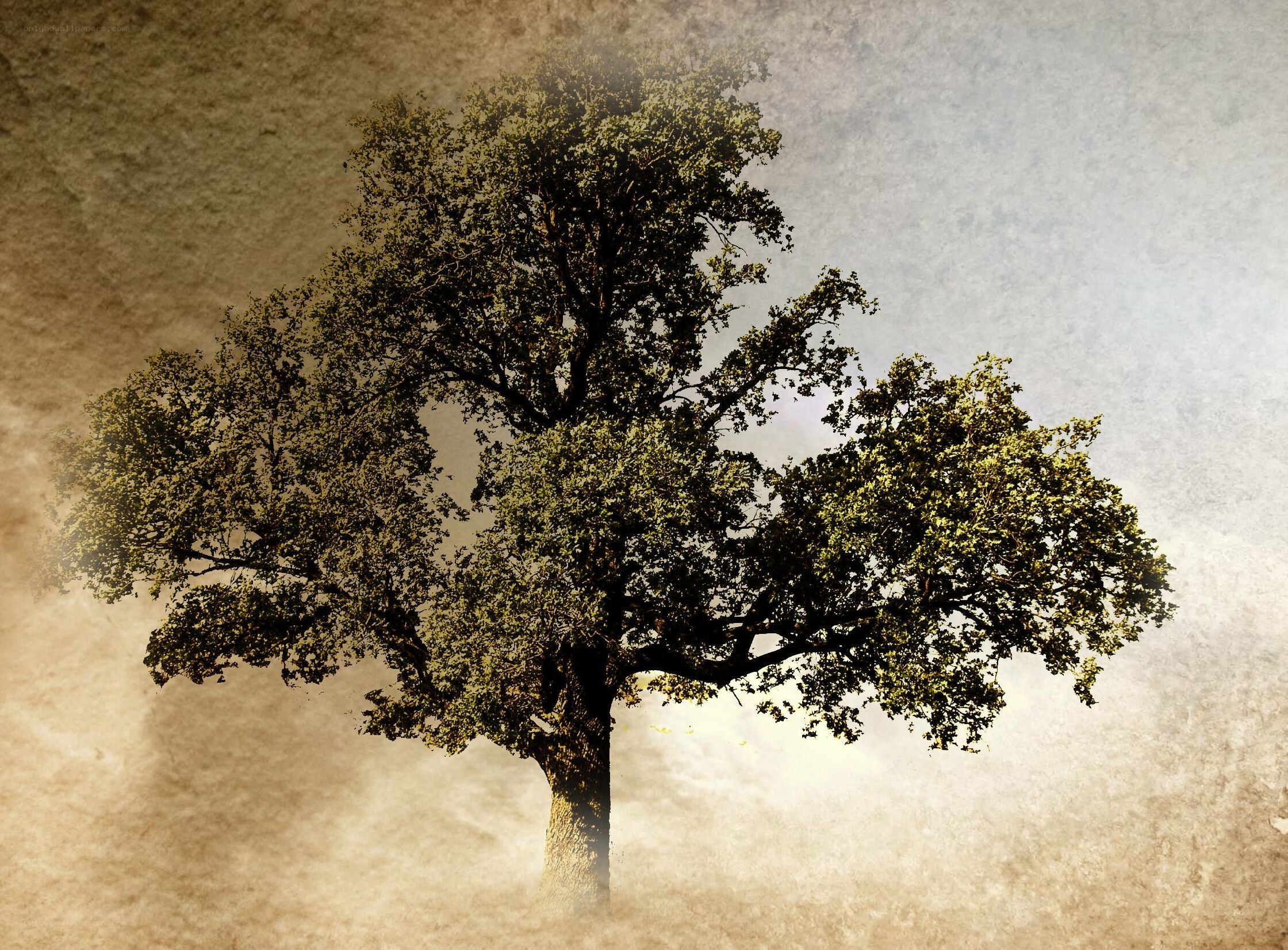 solitary tree in mist