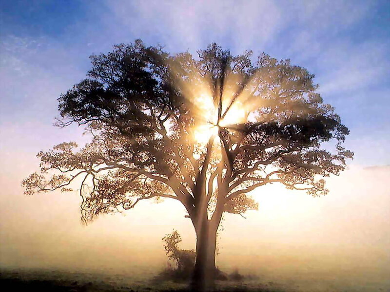 Solitary Tree in Mist — Blue