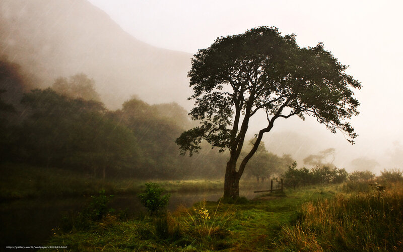 Solitary Tree in Mist — Green, Misty