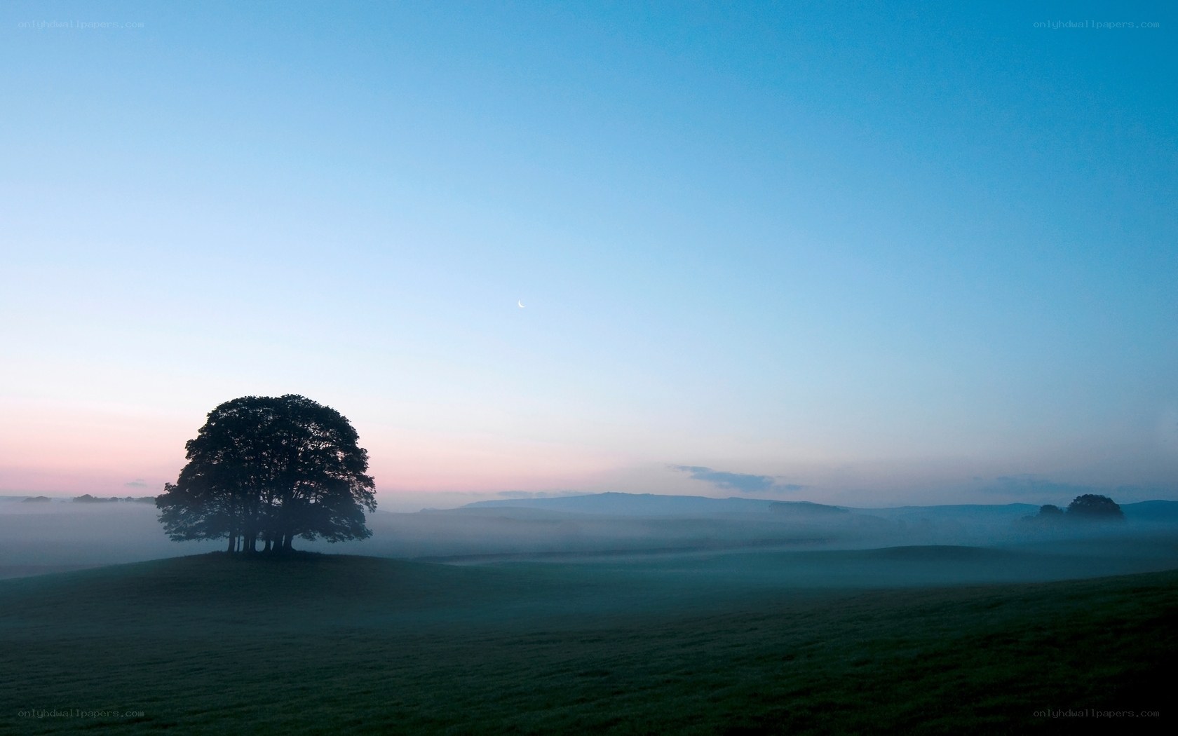 Solitary tree in misty dawn
