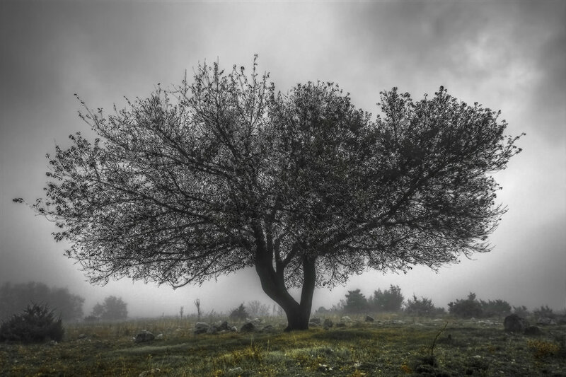 solitary tree in misty field