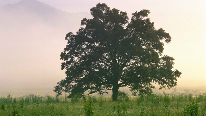 solitary tree in misty field